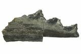Bizarre Shark (Edestus) Jaw Section with Teeth - Carboniferous #269660-1